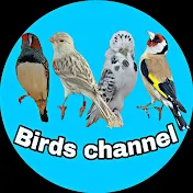 Bird Channel | قناة الطيور