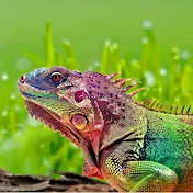 RainbowLizard