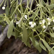 Sprig of mistletoe