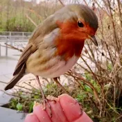 Rosi le rouge-gorge