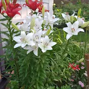 Hosta and Lily Garden