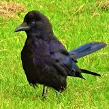 Crow Friend