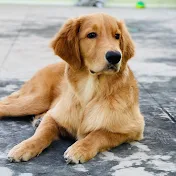 Bubbles The Golden Retriever