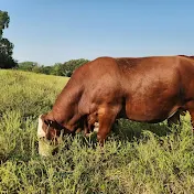 Carter James Ranch - Home of the Kansas South Poll