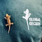 Global Geckos Reptile Shop