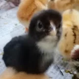 M Asif_chicks_farming