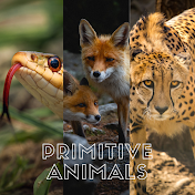 PRIMITIVE ANIMALS