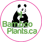 Bambooplants
