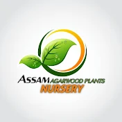AGARWOOD PLANTS NURSERY