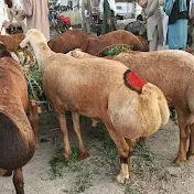 waqas goat farm