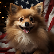 Pomeranian USA