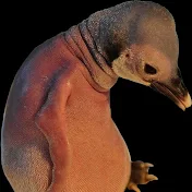 Bald Penguin