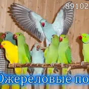 Александрийские ожереловые Попугаи