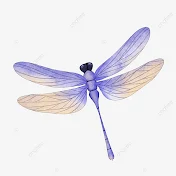 Libellula Laura