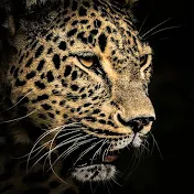 The Leopard