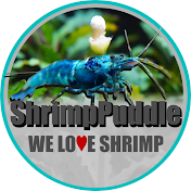ShrimpPuddle