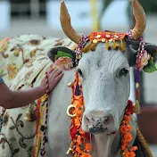 Священна корова.Кайфую від життя в селі.