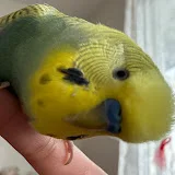 Lulek the budgie