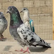 ITS PIGEON LOVER