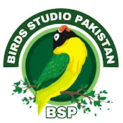 Birds Studio Pakistan