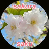 sakura saku