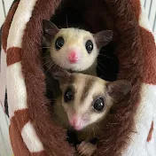 Joy & Peace Sugar Glider Fam's