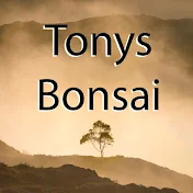 Tony's Bonsai