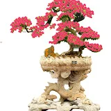 Nghệ Thuật và Bonsai