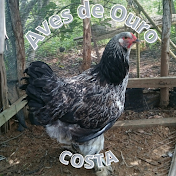 Aves de Ouro - Costa