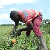 THE FARM CHIEF