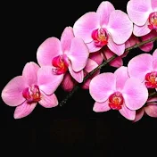 soo neaty Orchid care