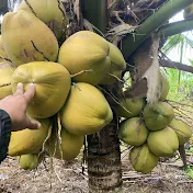 Dwarf Coconut Farming