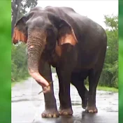 SriLankan Wild Elephant