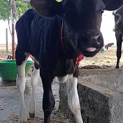 Ganesha dairy Farm Real Dairy Farmer