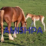 AmishPA