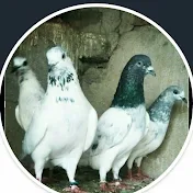 mianwali pigeon club