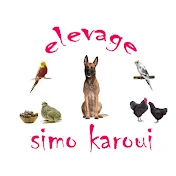 elevage simo karoui