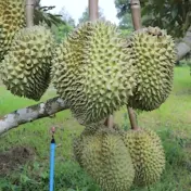 TM Durian Farmer