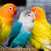 Aligarh Budgies and Finches