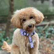 Nala ToyPoodle