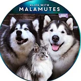 Life with Malamutes