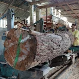 Pine Sawmill