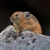 蝦夷冒険家