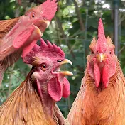 The Rooster Channel