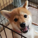 柴犬あいちゃんねる