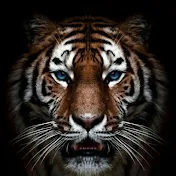 fear Tiger motivation