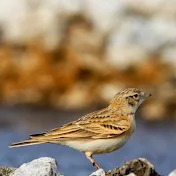 birds.org.il - Israeli Birding Portal - אתר הצפרות הישראלי