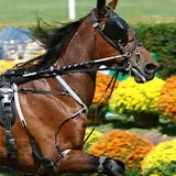 Harness Racer