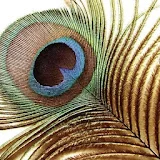 whpeacock