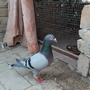 Racing Pigeons Pakistan